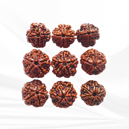 Rudraksha