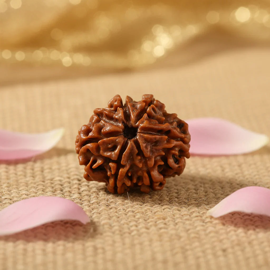 Siddh Rudraksha