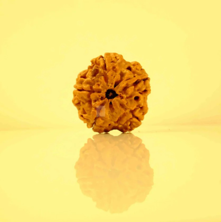 Premium Rudraksha